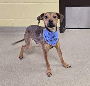 Enlarge Rocker, a ADOPTABLE mixed breed in Bucyrus, OH image 2/5