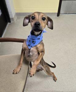 Enlarge Rocker, a ADOPTABLE mixed breed in Bucyrus, OH image 1/5