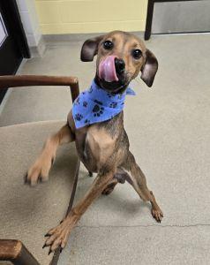 Enlarge Rocker, a ADOPTABLE mixed breed in Bucyrus, OH image 5/5