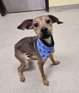 Enlarge Rocker, a ADOPTABLE mixed breed in Bucyrus, OH image 3/5