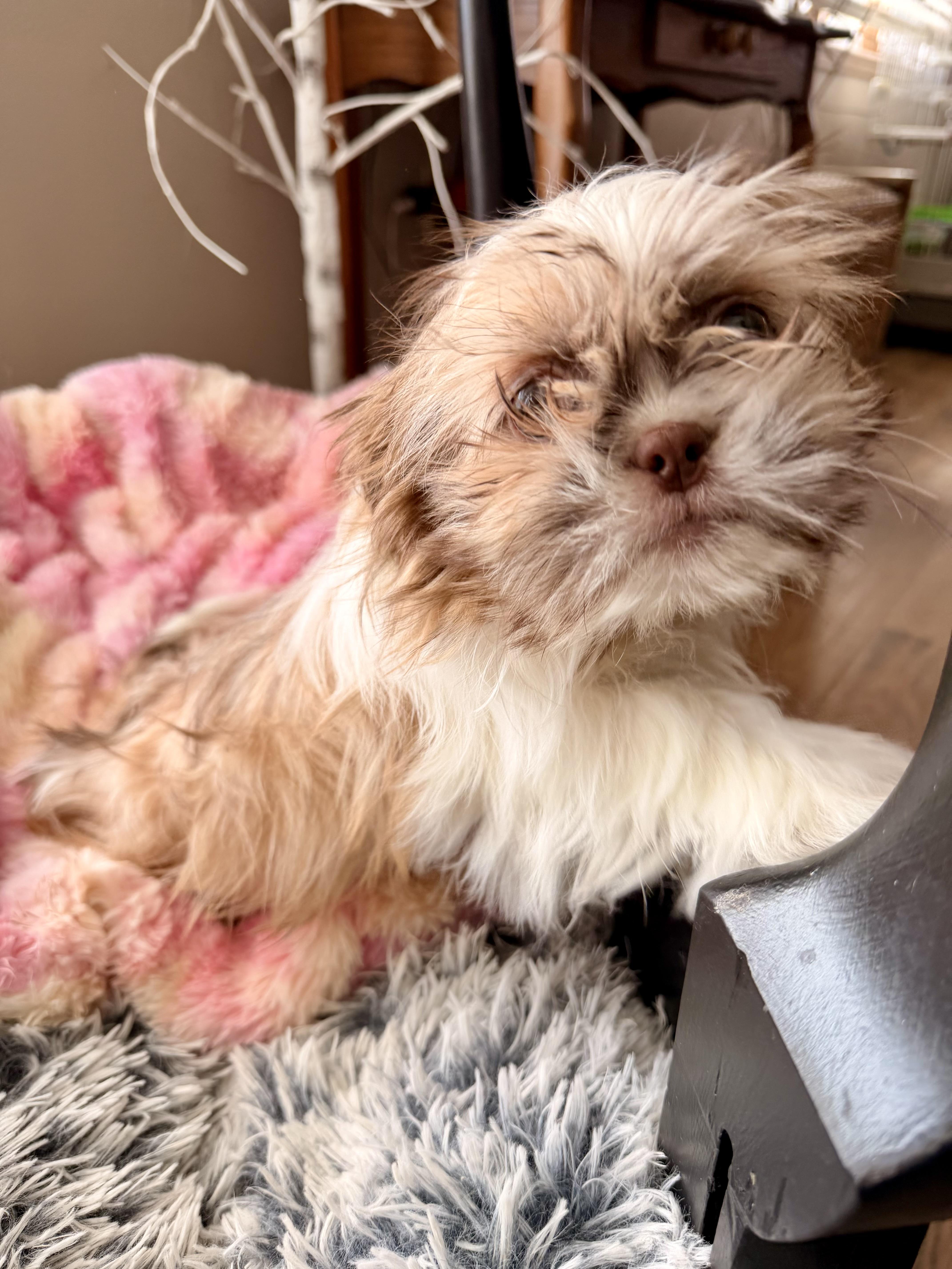 Finley , ADOPTABLE, Puppy Male Shih Tzu.