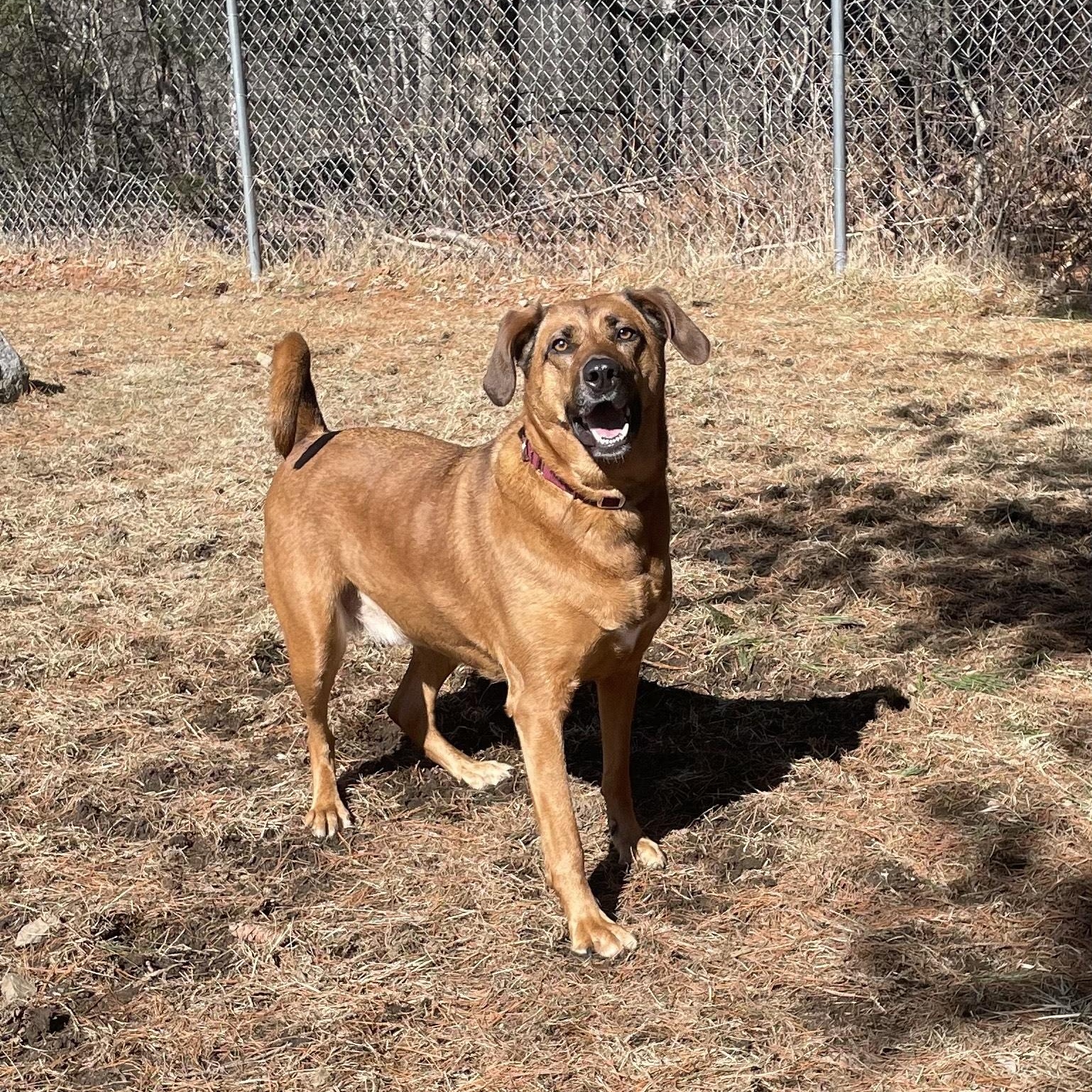 Enlarge Sparrow, a ADOPTABLE Mixed Breed in Cherryfield, ME image 2/3