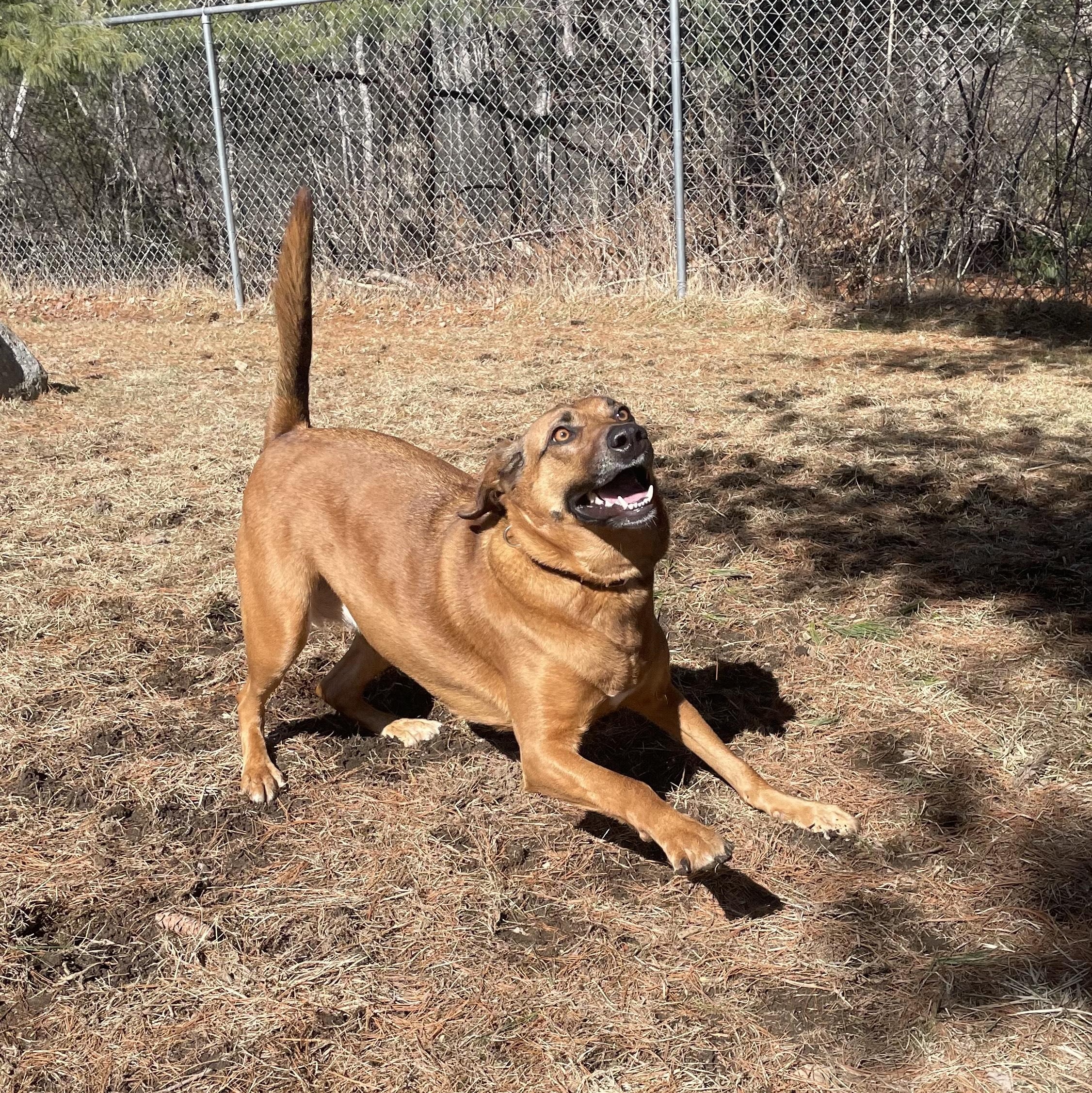 Enlarge Sparrow, a ADOPTABLE Mixed Breed in Cherryfield, ME image 3/3