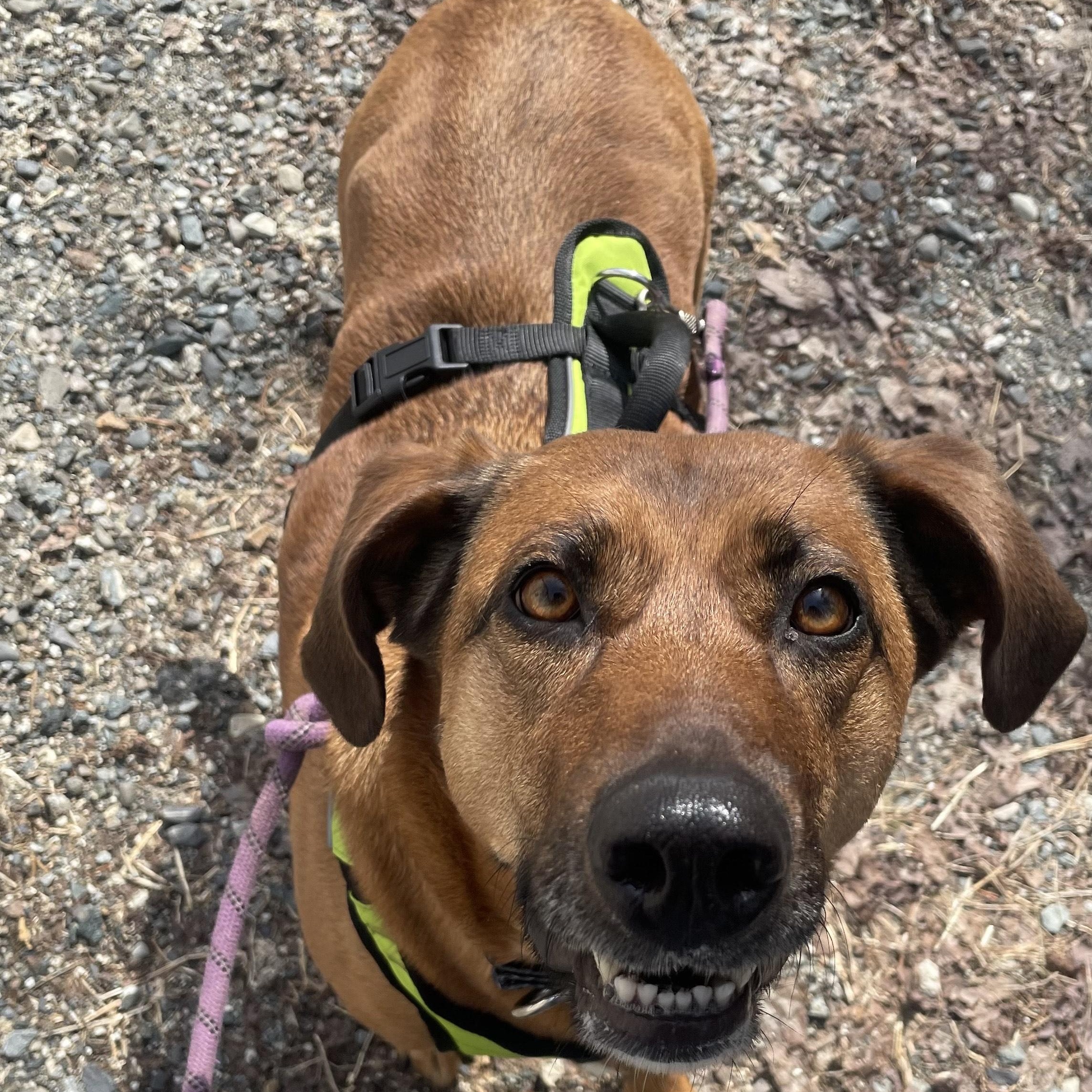 Sparrow, ADOPTABLE, Adult Female Mixed Breed.