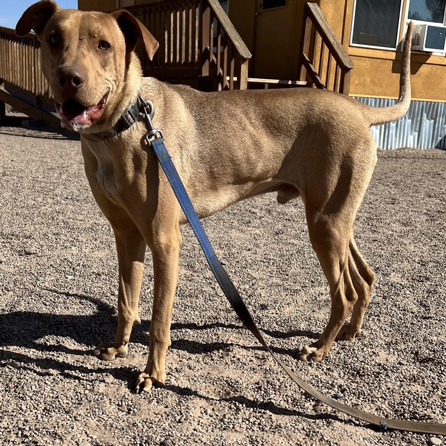 Kevin, a Adoptable mixed breed in Deming, NM image 1/2