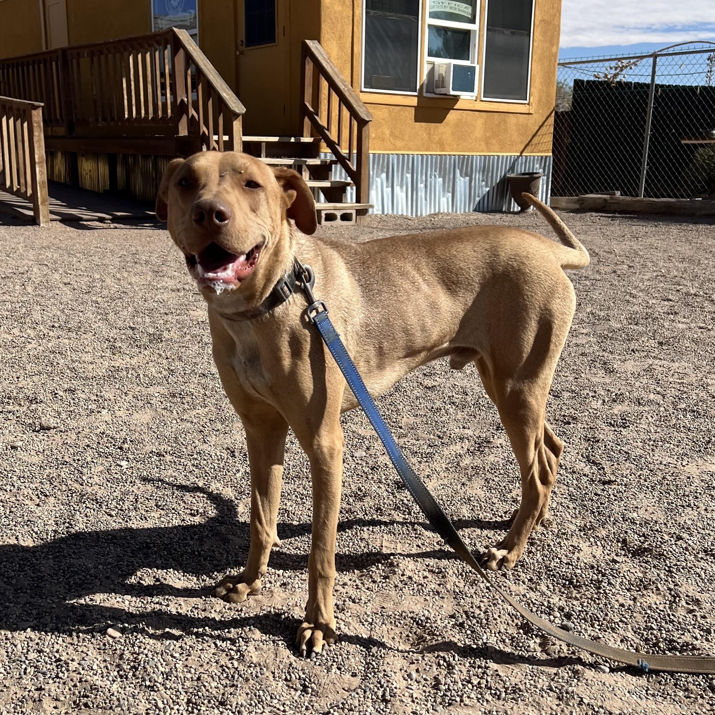 Kevin, a Adoptable mixed breed in Deming, NM image 2/2
