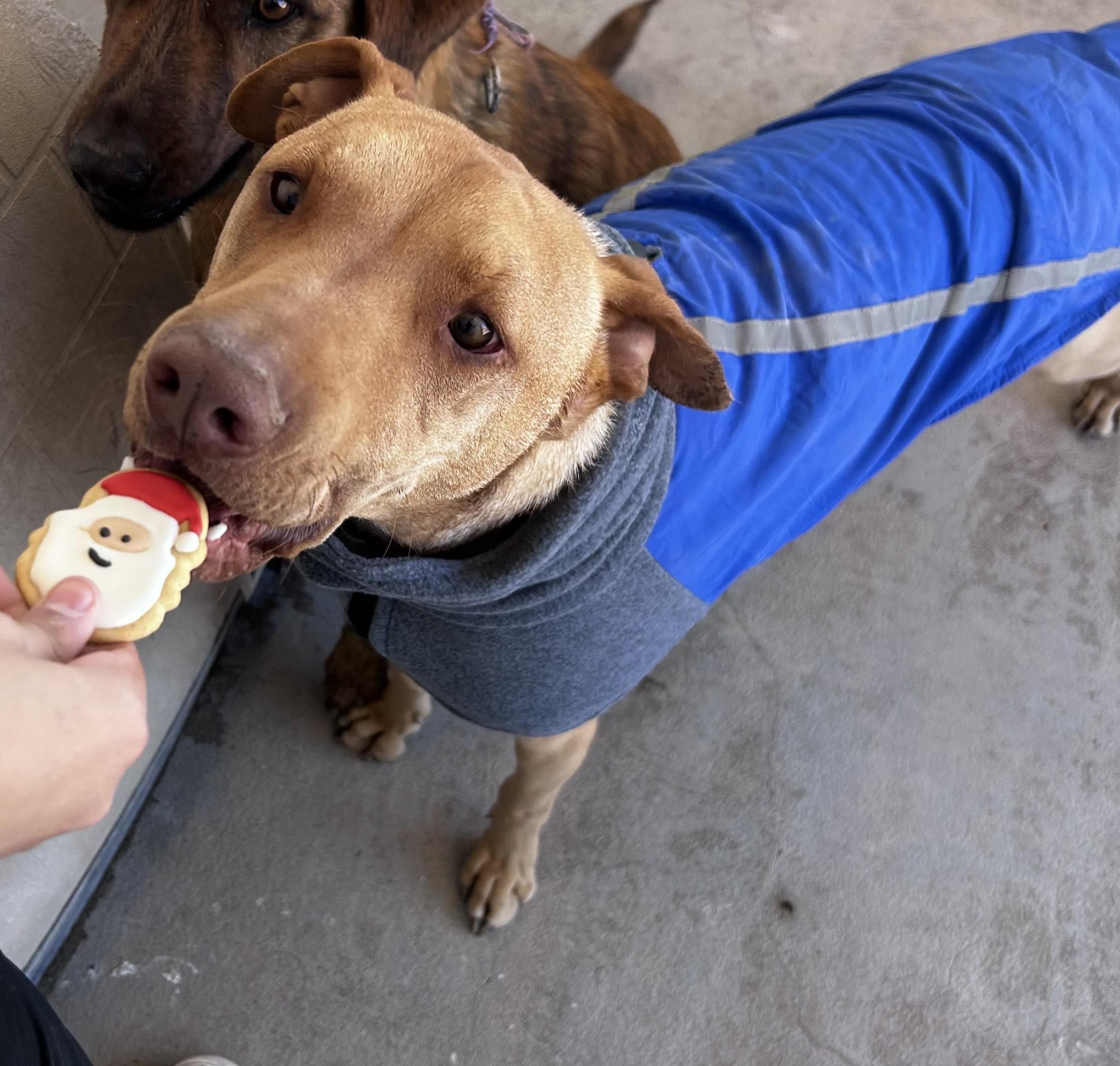Enlarge Kevin, a Adoptable mixed breed in Deming, NM image 1/3