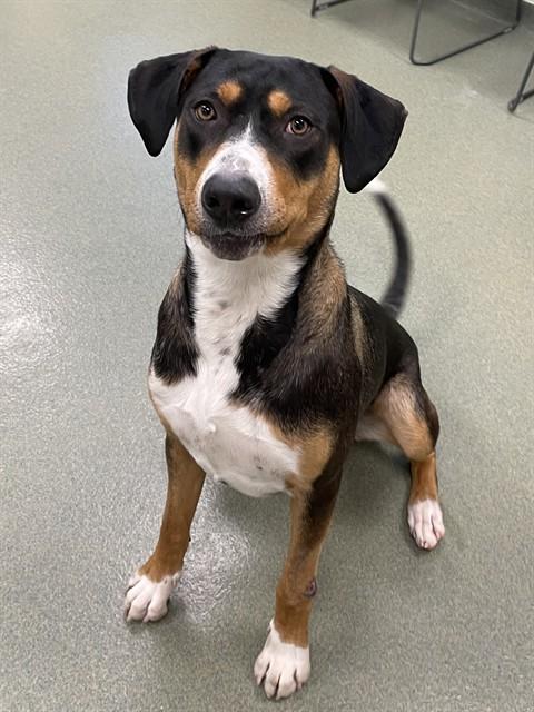 TOBY, Adoptable, Young Male Greater Swiss Mountain Dog & Treeing Walker Coonhound.