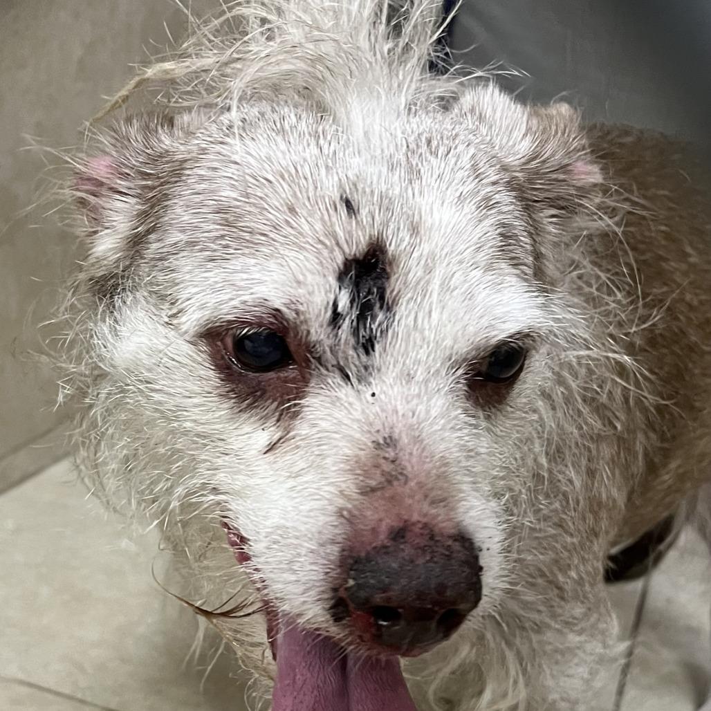 Enlarge Ozzie (C000-049), a Adoptable mixed breed in Apple Valley, CA image 1/1