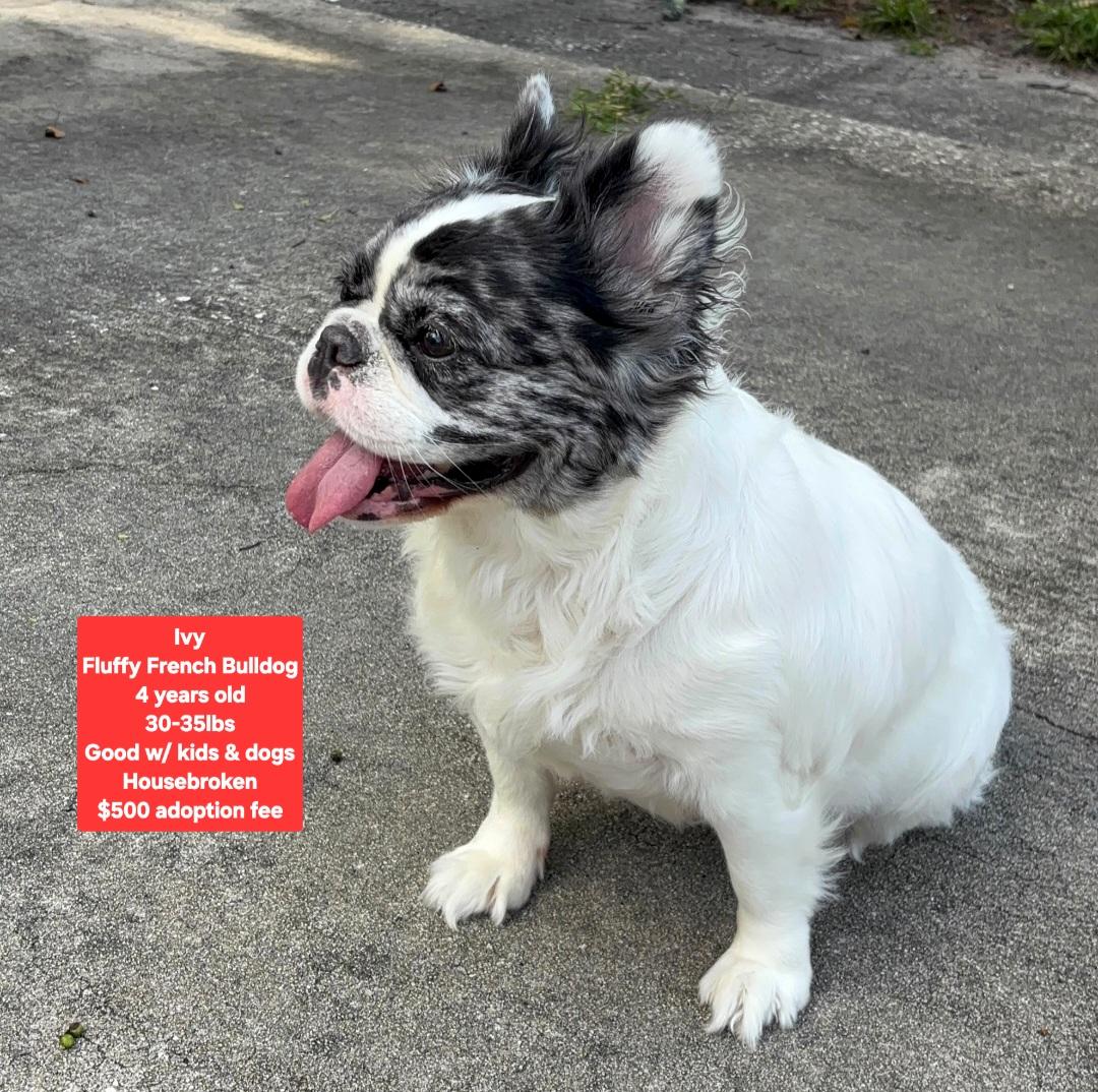 Ivy, ADOPTABLE, Adult Female French Bulldog.