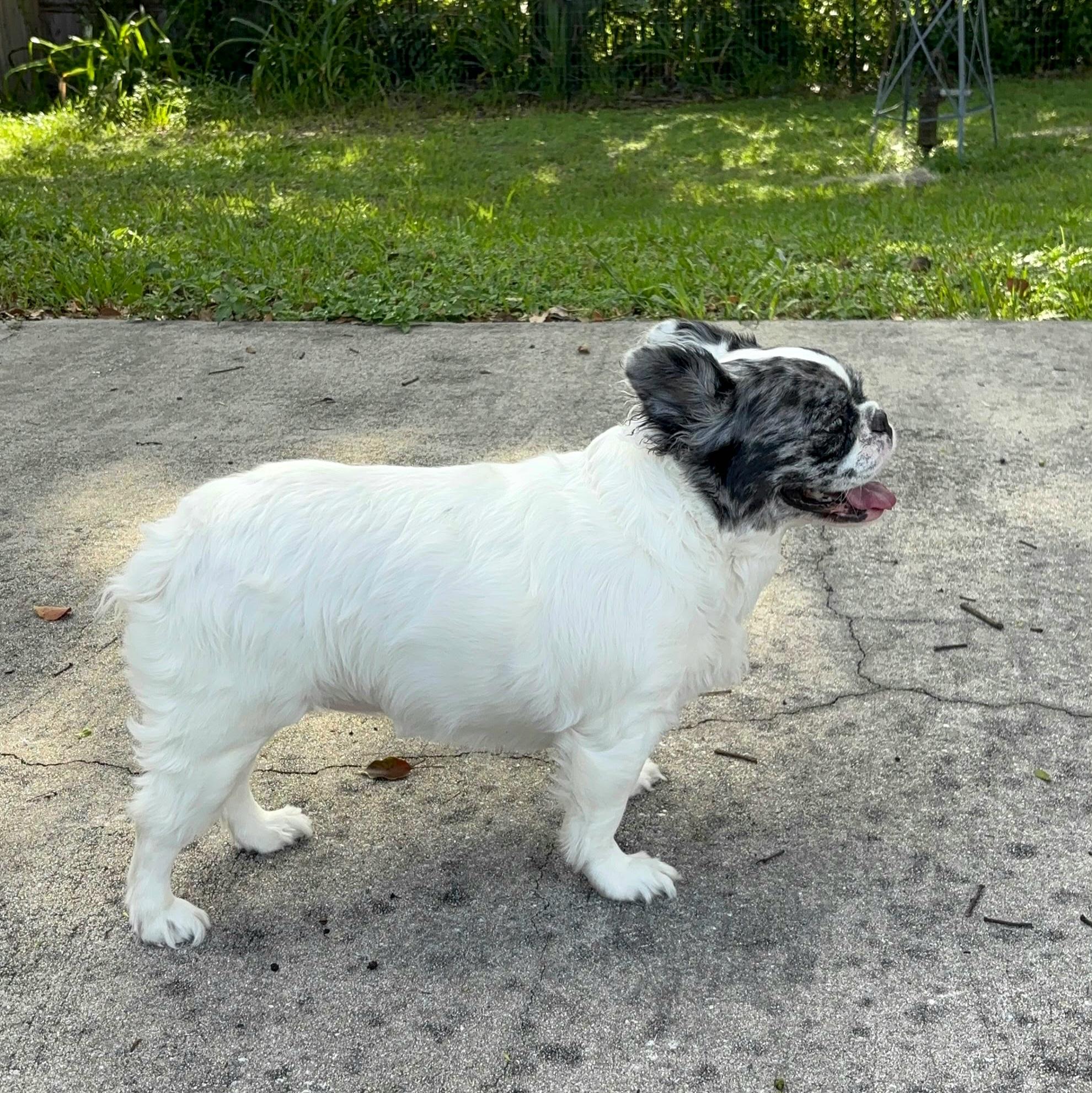 Ivy, a ADOPTABLE French Bulldog in Oviedo, FL image 2/3