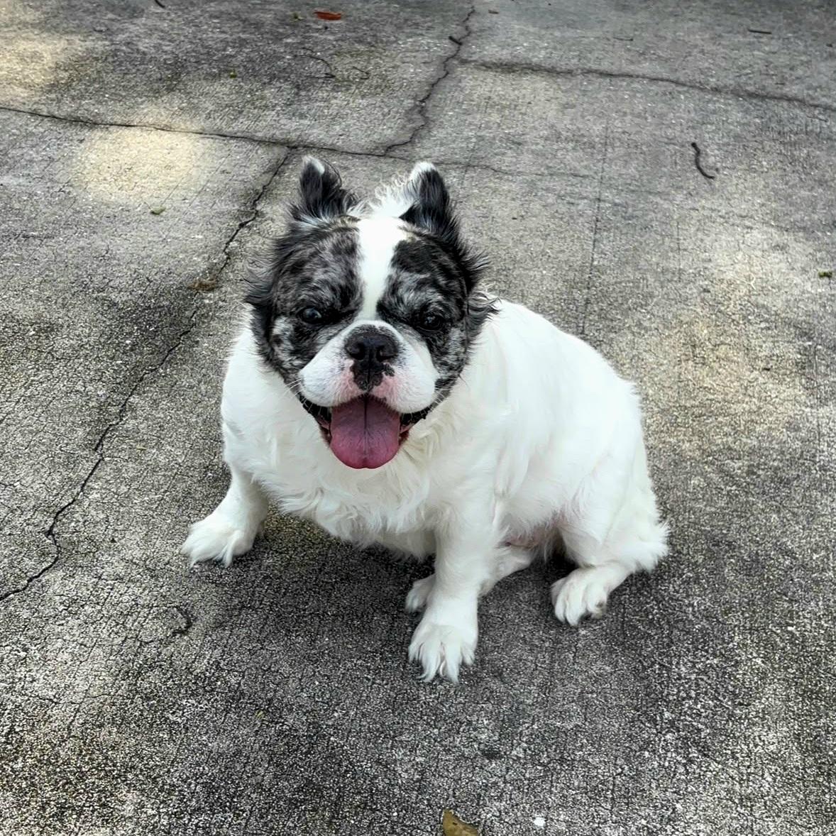 Ivy, a ADOPTABLE French Bulldog in Oviedo, FL image 3/3