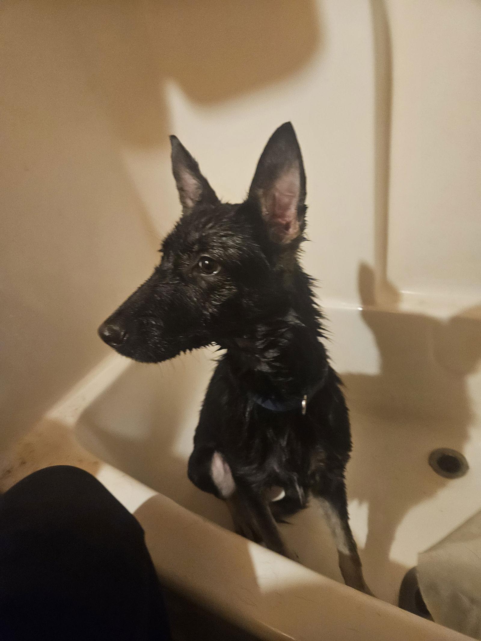 Enlarge Waifer, a Adopted German Shepherd Dog in Louisville, KY image 1/3