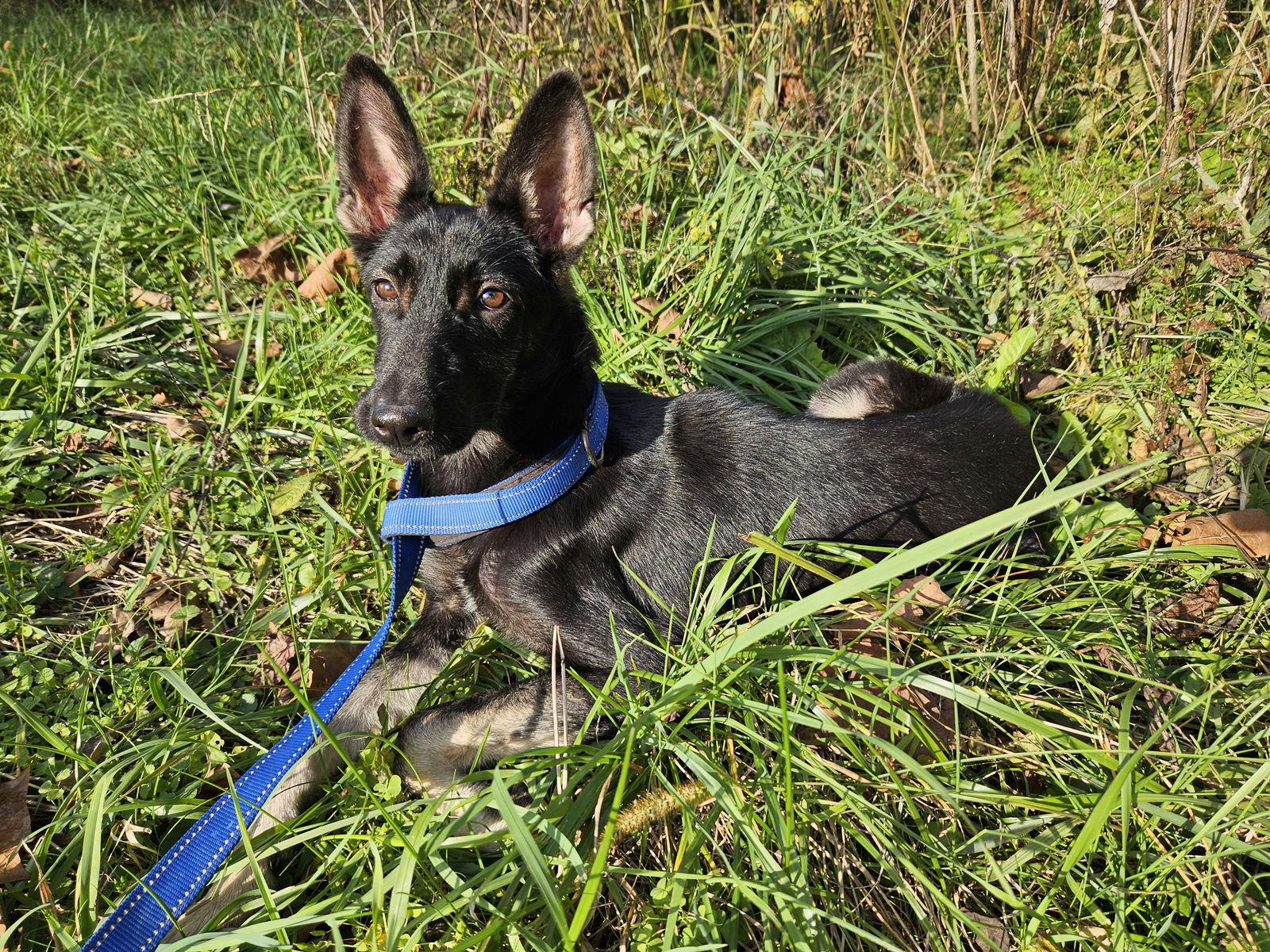 Enlarge Waifer, a Adopted German Shepherd Dog in Louisville, KY image 2/3