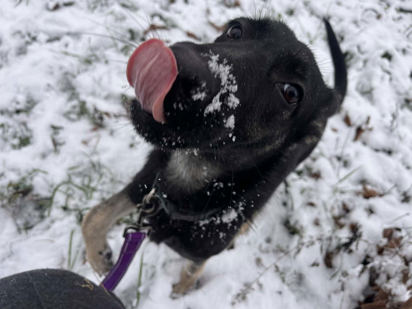 Enlarge Waifer, a Adopted German Shepherd Dog in Louisville, KY image 3/3