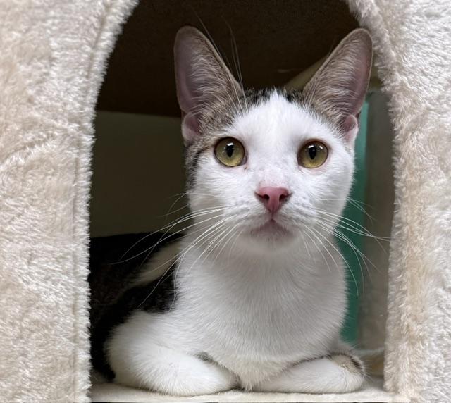 Loki, Adoptable, Adult Male Domestic Short Hair.
