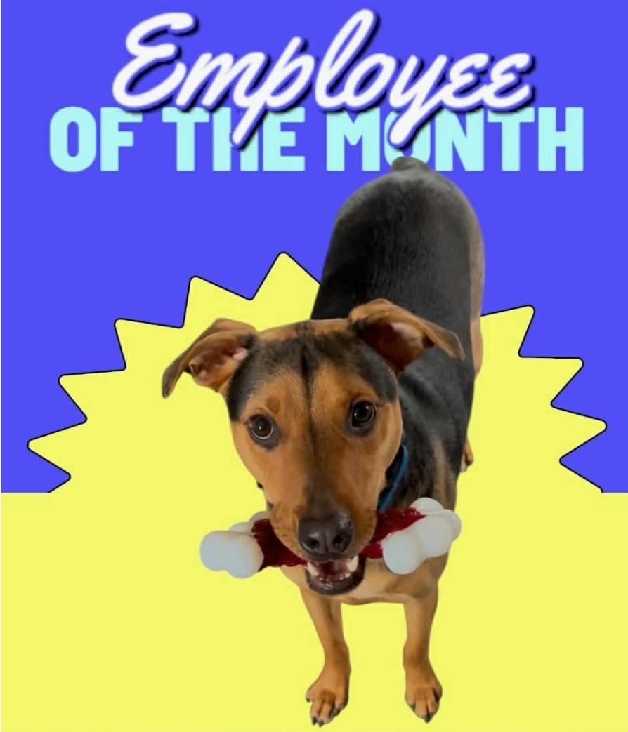 Enlarge Otis, a Adoptable mixed breed in Kennewick, WA image 4/4