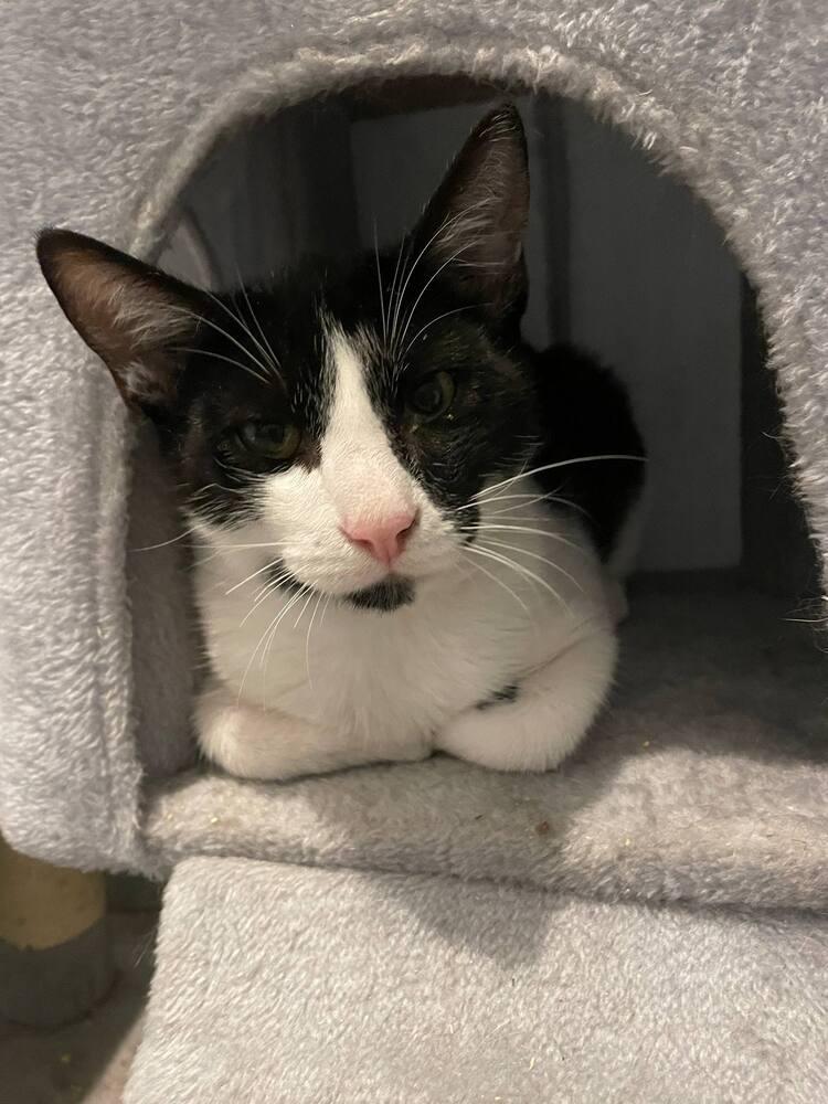 Raisin Cream Pie, Adoptable, Kitten Male Domestic Short Hair.