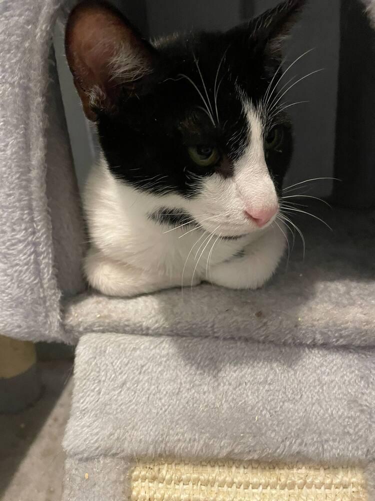 Enlarge Raisin Cream Pie, a Adoptable Domestic Short Hair in Cary, NC image 2/5