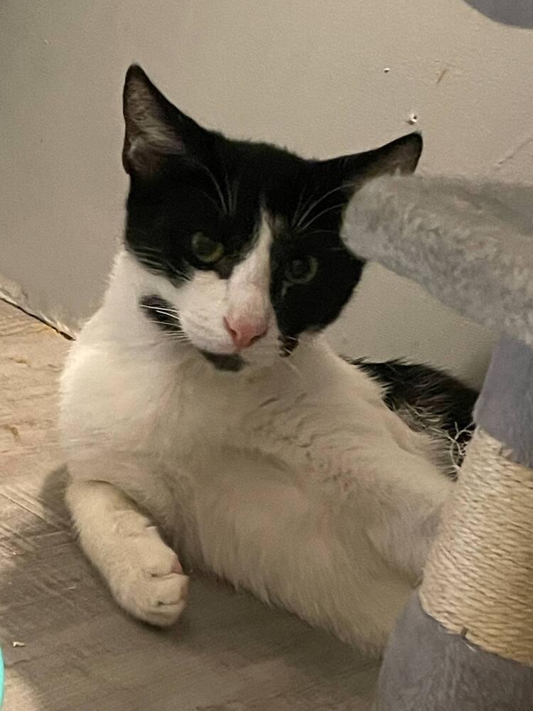 Enlarge Raisin Cream Pie, a Adoptable Domestic Short Hair in Cary, NC image 3/5