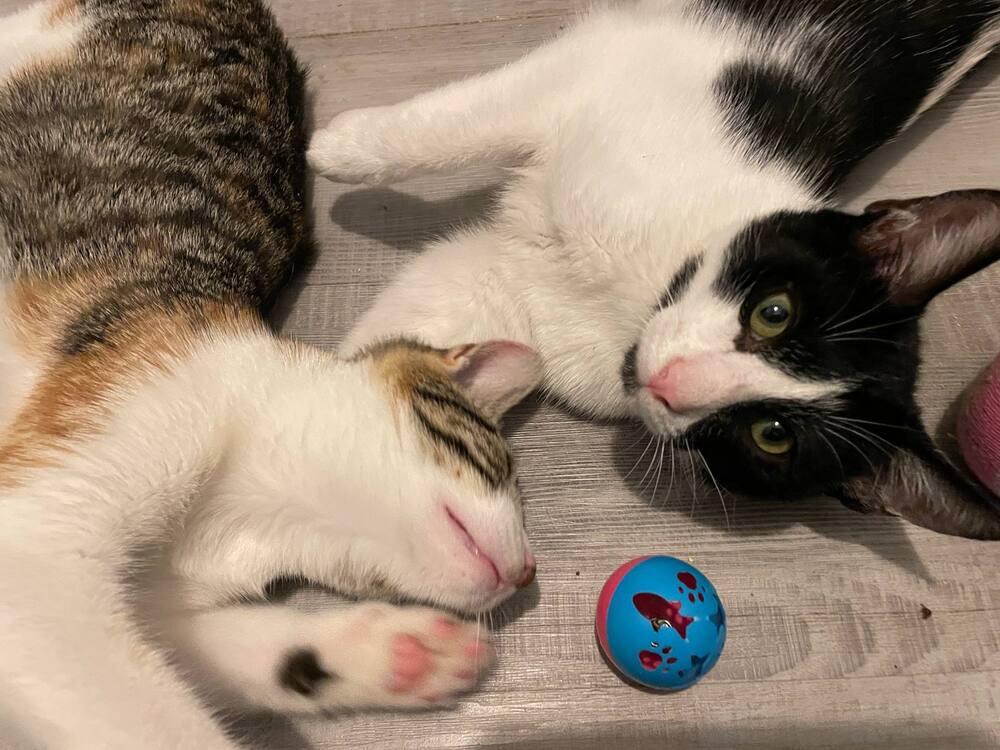 Enlarge Raisin Cream Pie, a Adoptable Domestic Short Hair in Cary, NC image 5/5