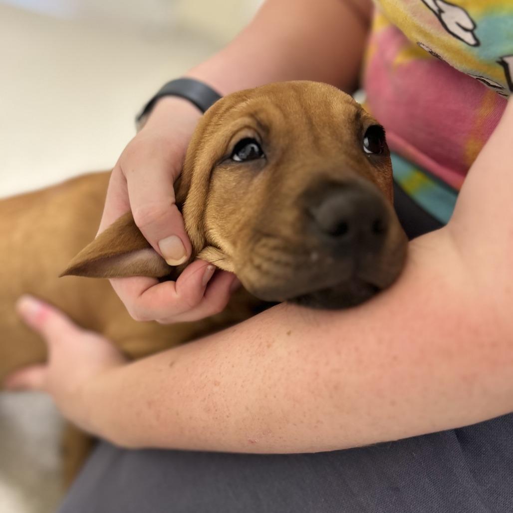Enlarge Wren, a Adoptable Pit Bull Terrier in Novelty, OH image 1/4