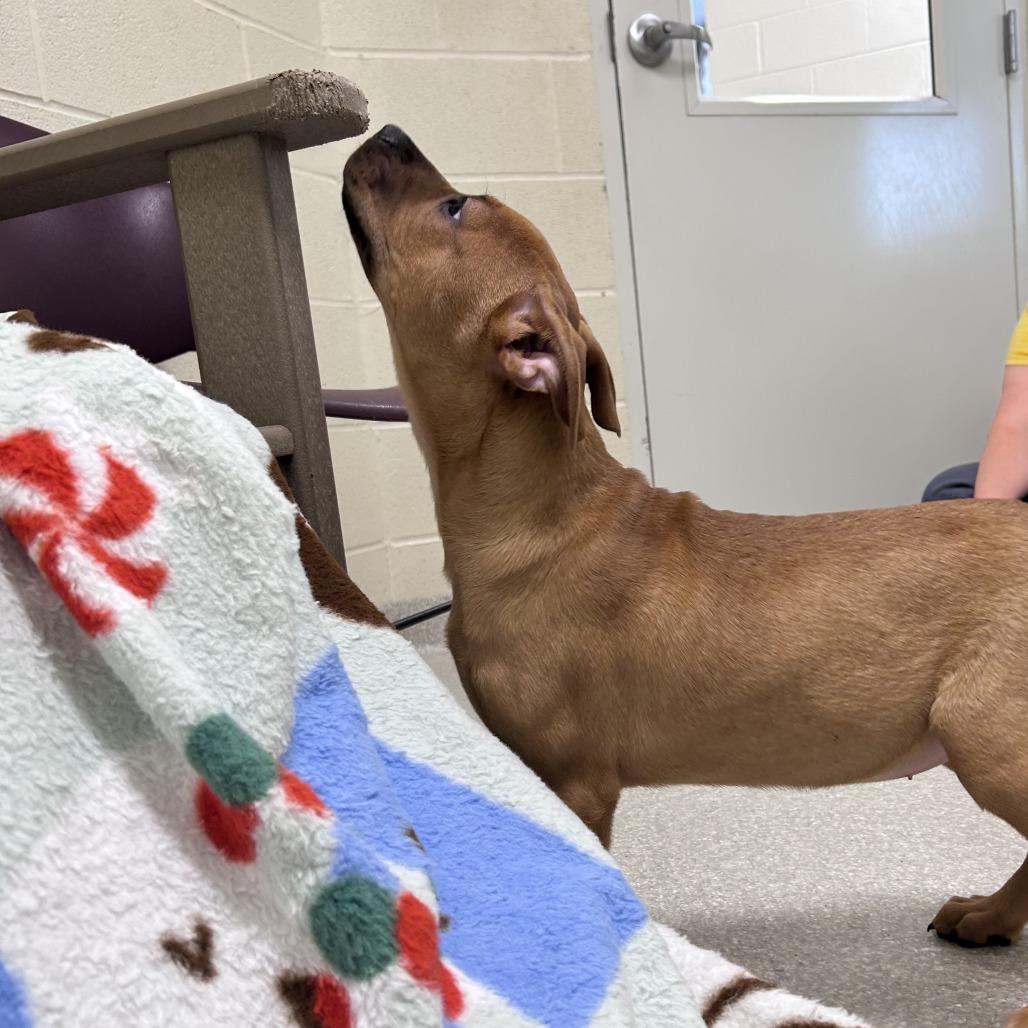 Enlarge Wren, a Adoptable Pit Bull Terrier in Novelty, OH image 2/4