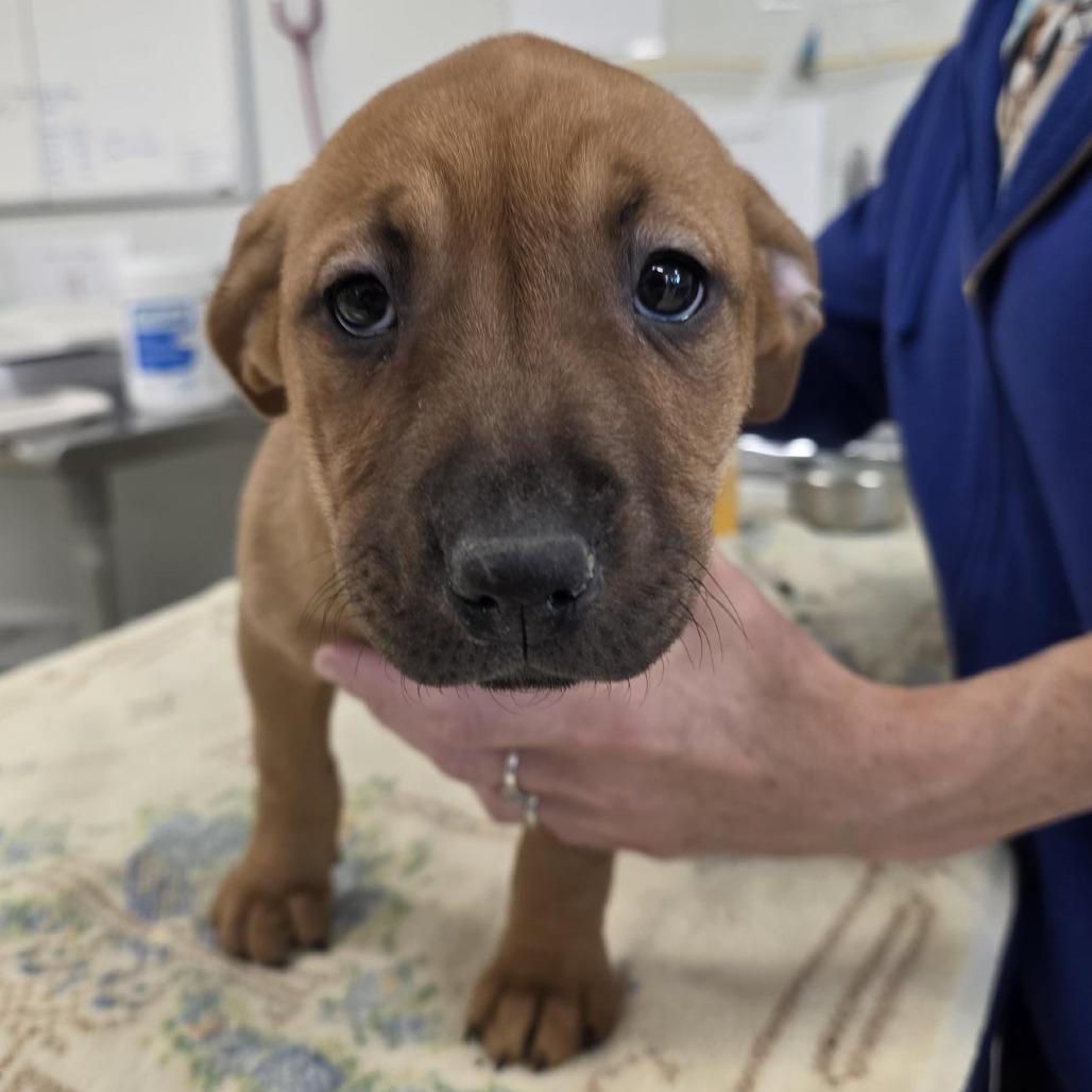Enlarge Wren, a Adoptable Pit Bull Terrier in Novelty, OH image 3/4