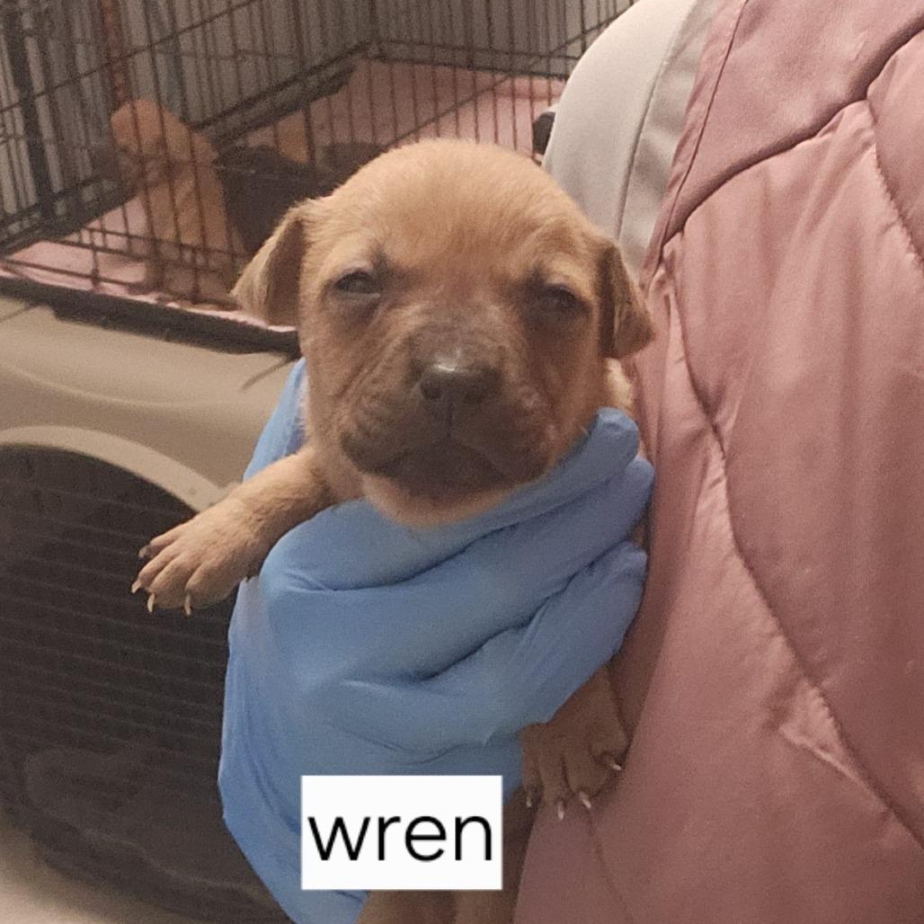 Enlarge Wren, a Adoptable Pit Bull Terrier in Novelty, OH image 4/4