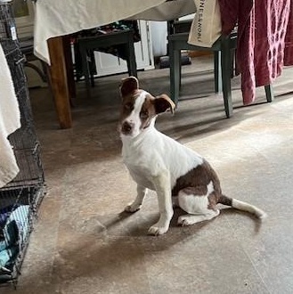 Enlarge Meg, a ADOPTABLE mixed breed in Riverside, IA image 3/3