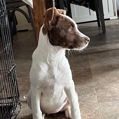 Meg, ADOPTABLE, Puppy Female Terrier & Pit Bull Terrier.