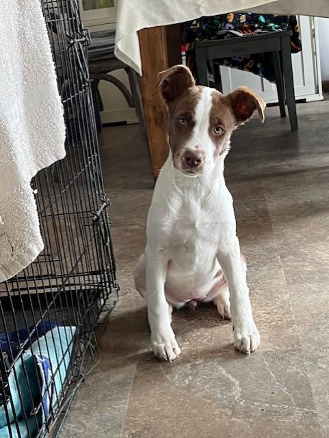 Enlarge Meg, a ADOPTABLE mixed breed in Riverside, IA image 2/3