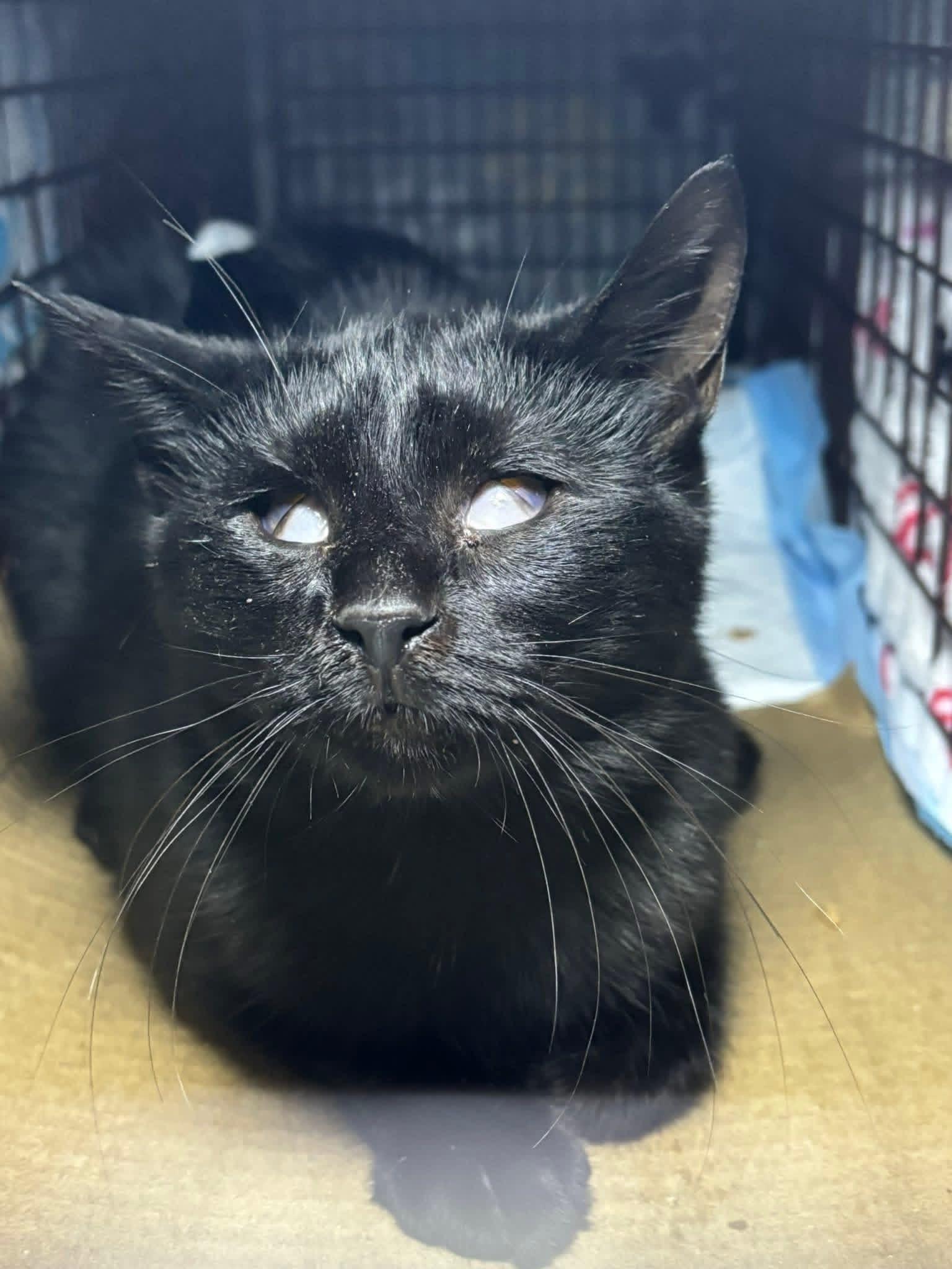 Jules  Blind thumbnail 2