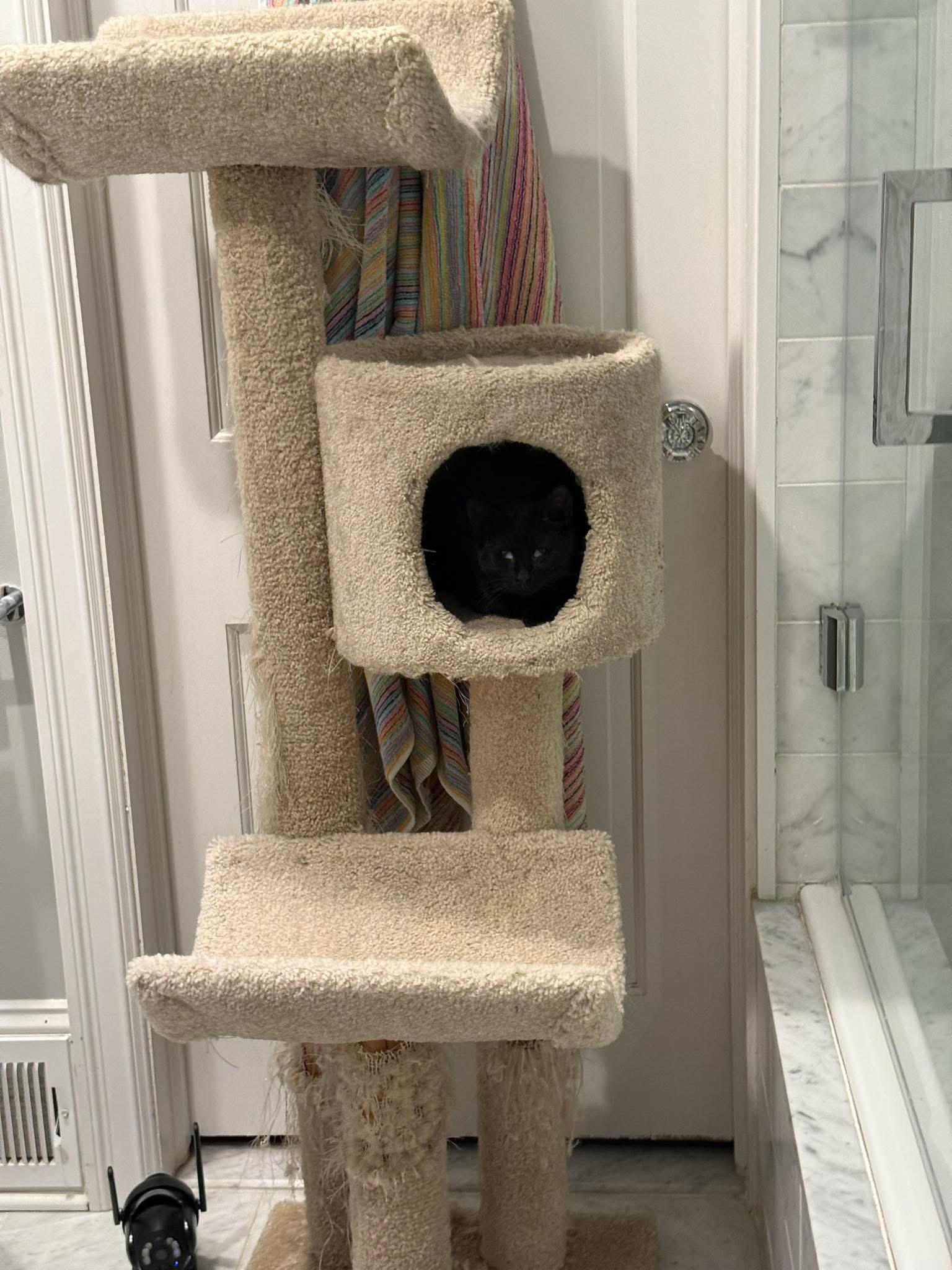 Jules  Blind thumbnail 3