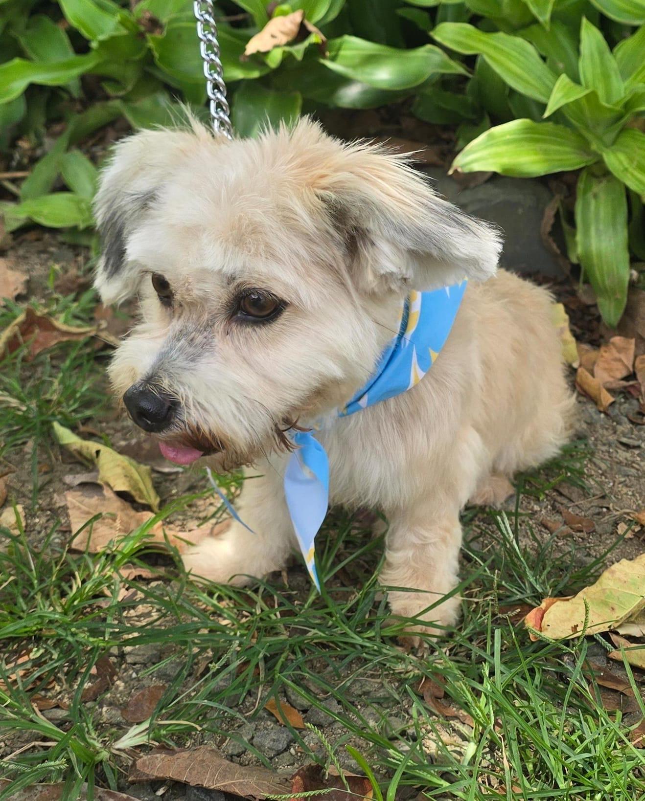 Enlarge Levi , an adopted mixed breed in Virginia Beach, VA image 2/2
