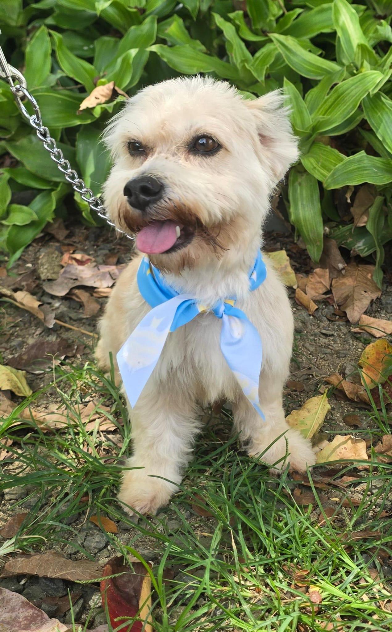 Enlarge Levi , an adopted mixed breed in Virginia Beach, VA image 1/2