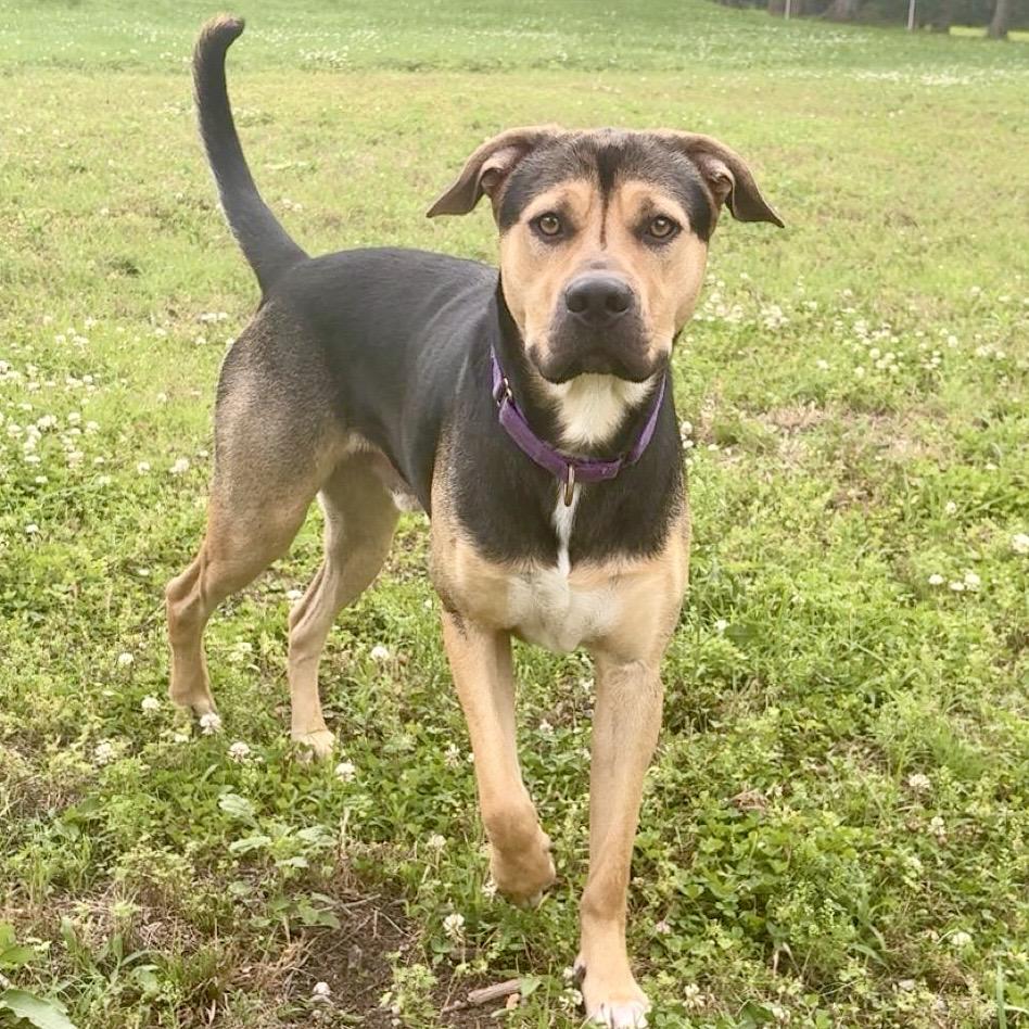 Enlarge Kip, a Adoptable mixed breed in Gallatin, TN image 2/5