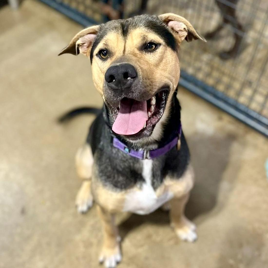 Kip, Adoptable, Young Male Rottweiler & Mixed Breed.