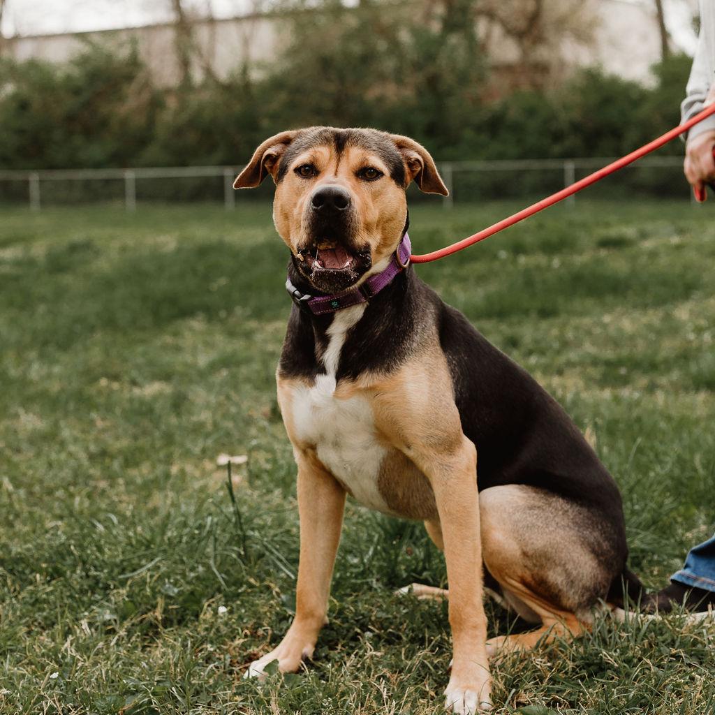 Enlarge Kip, a Adoptable mixed breed in Gallatin, TN image 3/5