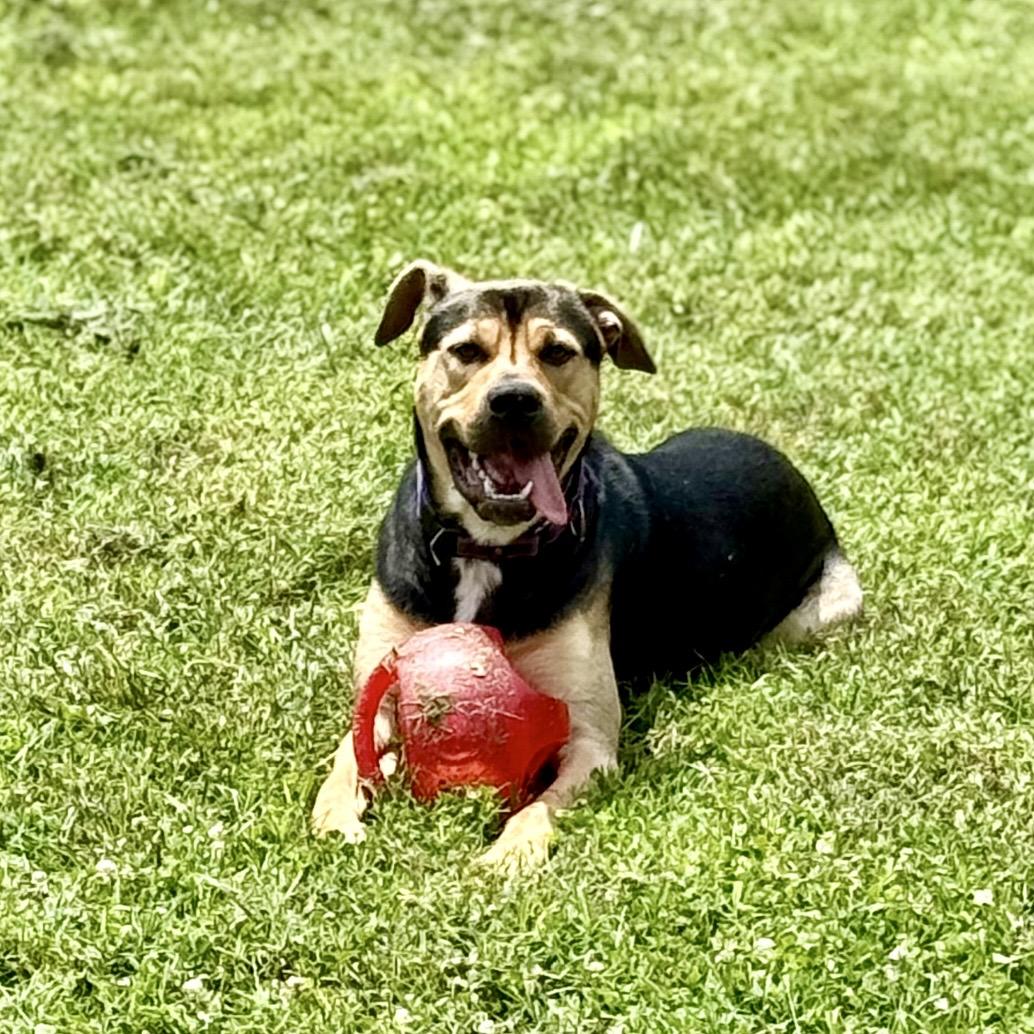 Enlarge Kip, a Adoptable mixed breed in Gallatin, TN image 4/5