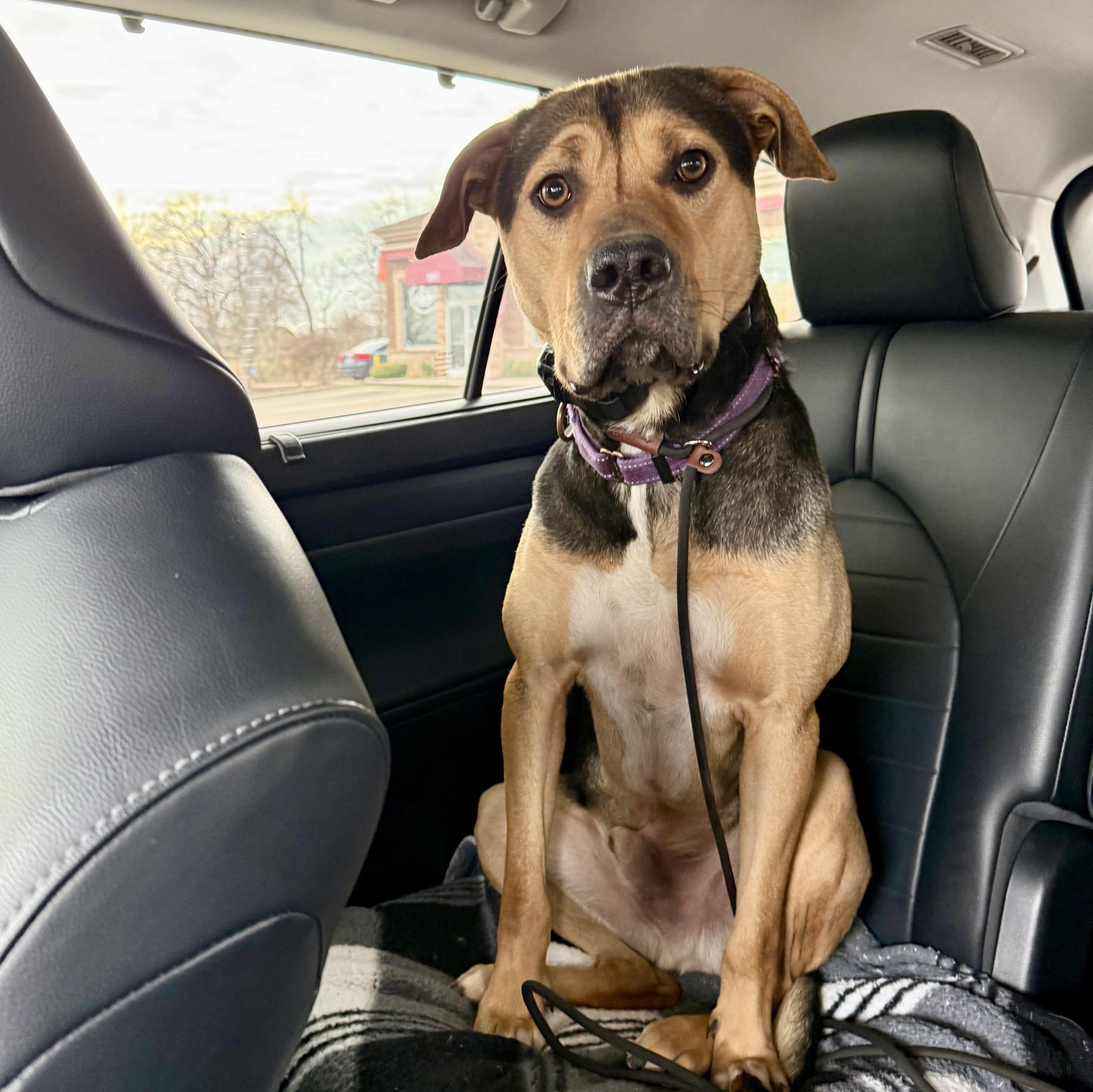 Enlarge Kip, a Adoptable mixed breed in Gallatin, TN image 5/5