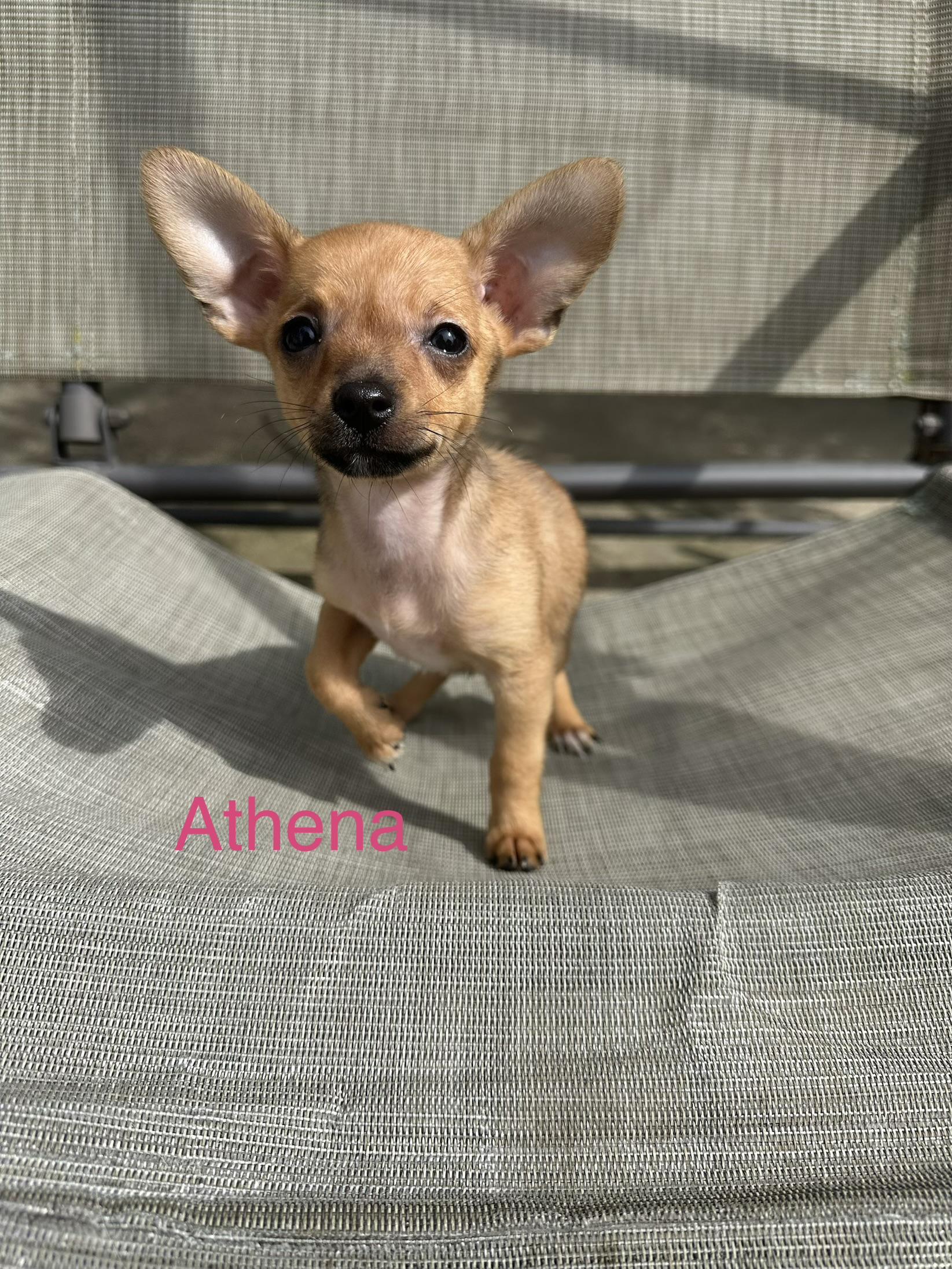 Athena, Adoptable, Puppy Female Chihuahua.
