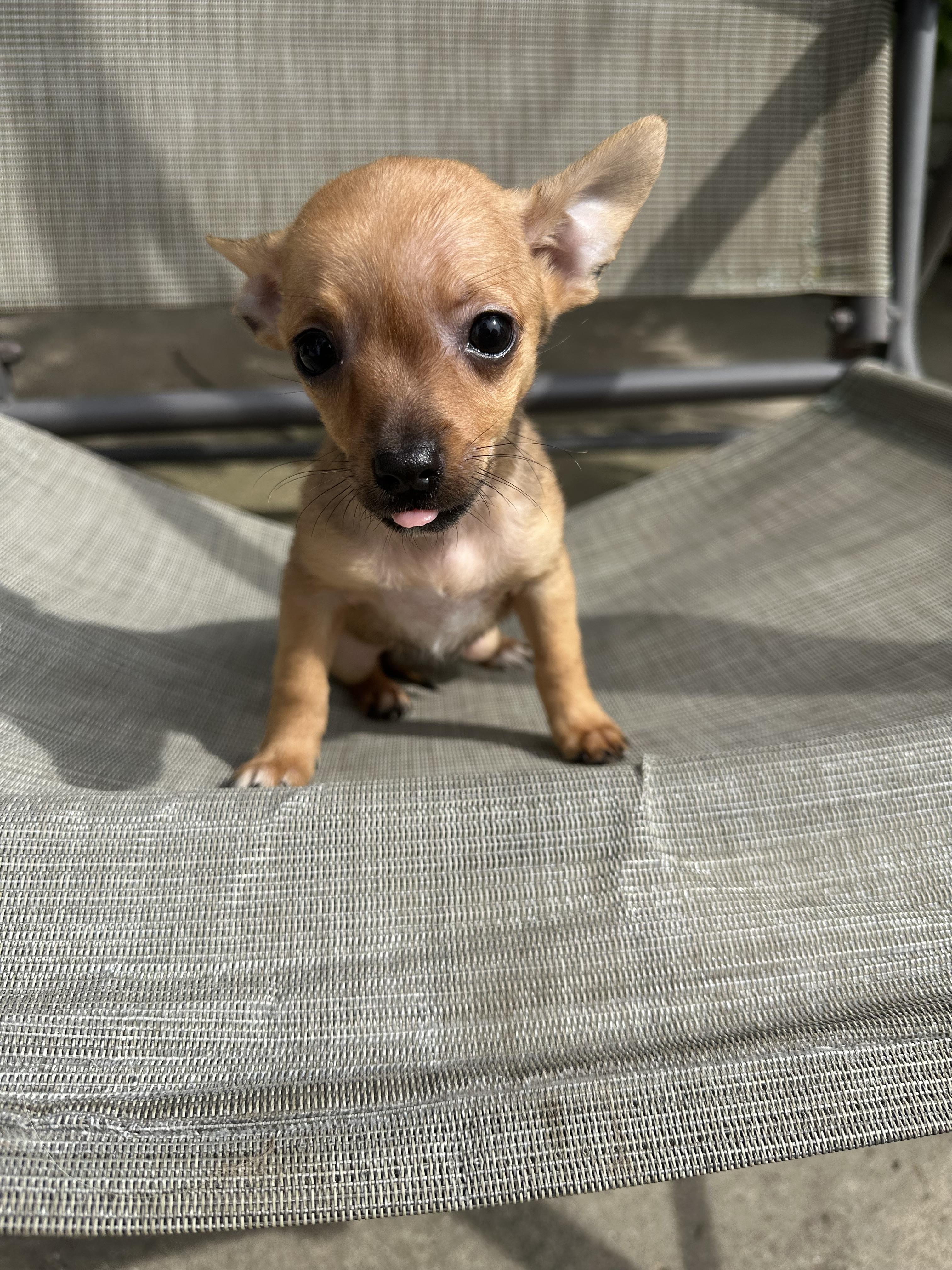 Enlarge Athena, a Adoptable Chihuahua in RUSSIAVILLE, IN image 3/4