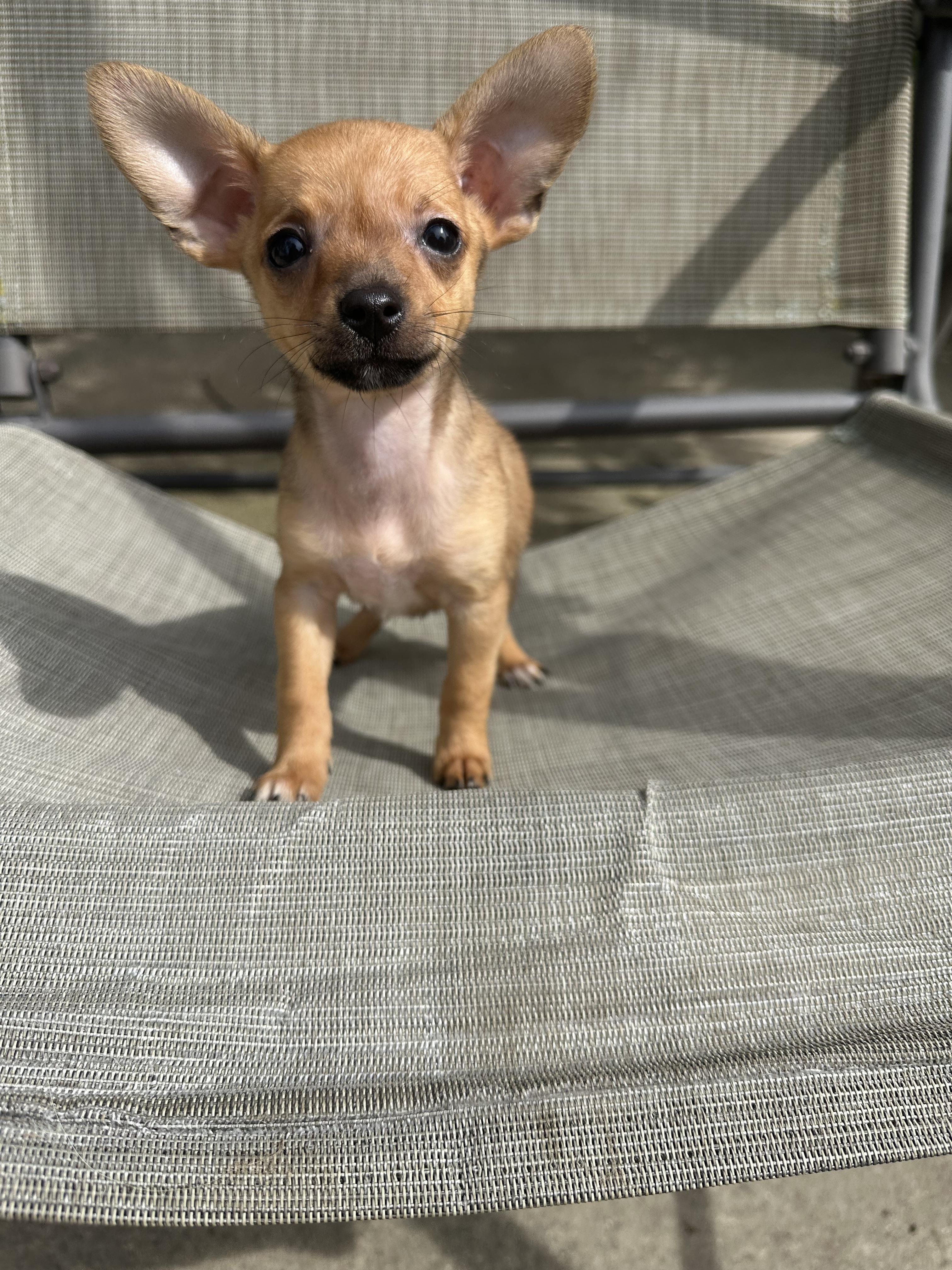 Enlarge Athena, a Adoptable Chihuahua in RUSSIAVILLE, IN image 2/4