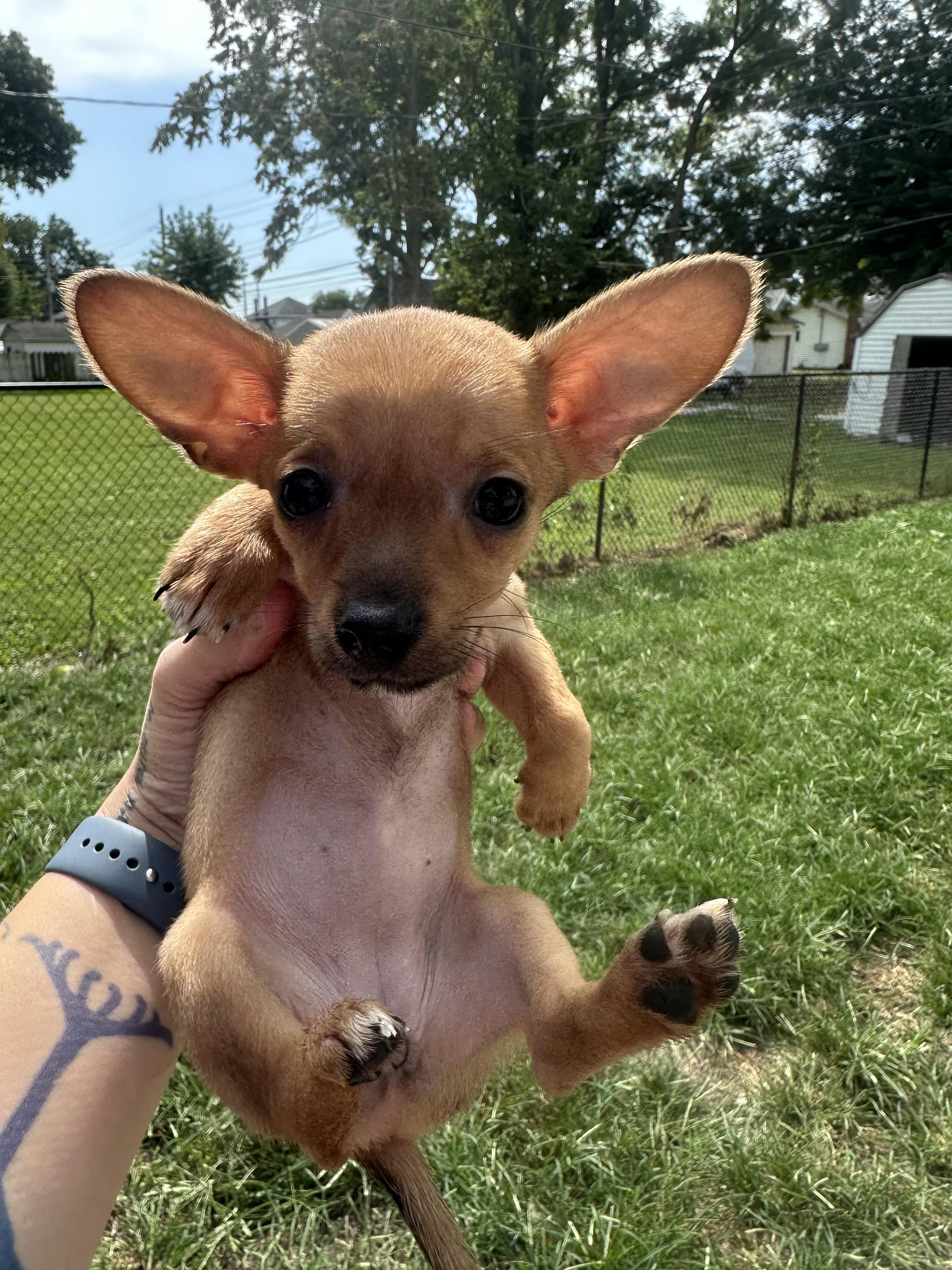 Enlarge Athena, a Adoptable Chihuahua in RUSSIAVILLE, IN image 4/4