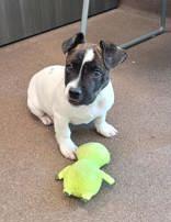 Bach, ADOPTABLE, Puppy Male Jack Russell Terrier.