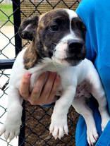 Enlarge Bach, a ADOPTABLE mixed breed in Commerce, TX image 4/4