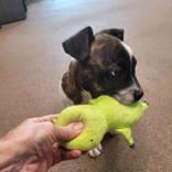 Enlarge Bach, a ADOPTABLE mixed breed in Commerce, TX image 3/4