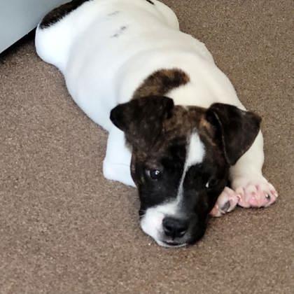 Enlarge Bach, a ADOPTABLE mixed breed in Commerce, TX image 2/4