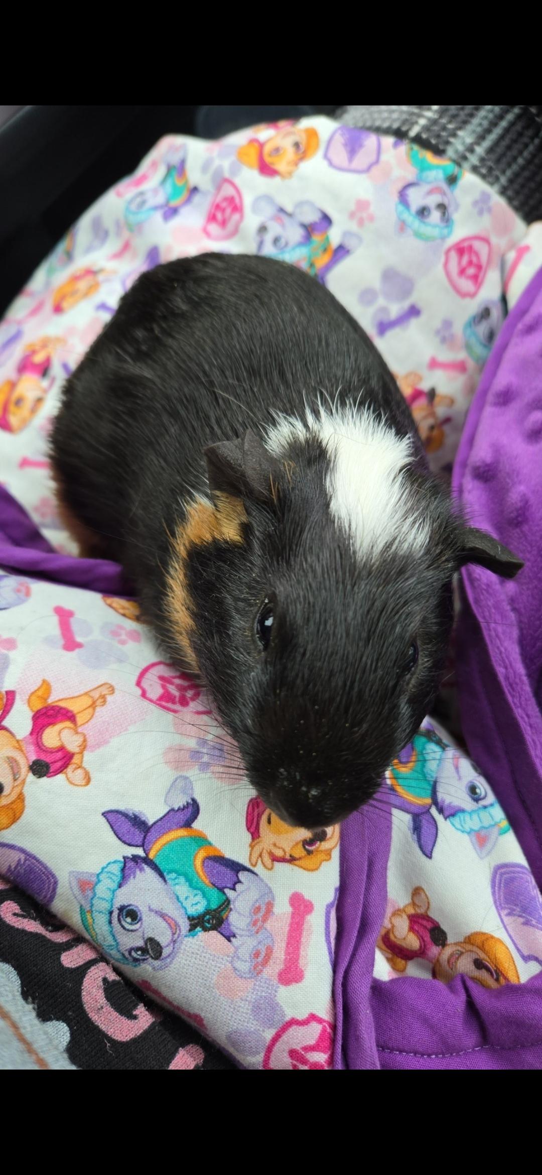 Enlarge Ed (left) and Fred (right), a Adopted Guinea Pig in Santa Clarita, CA image 2/3